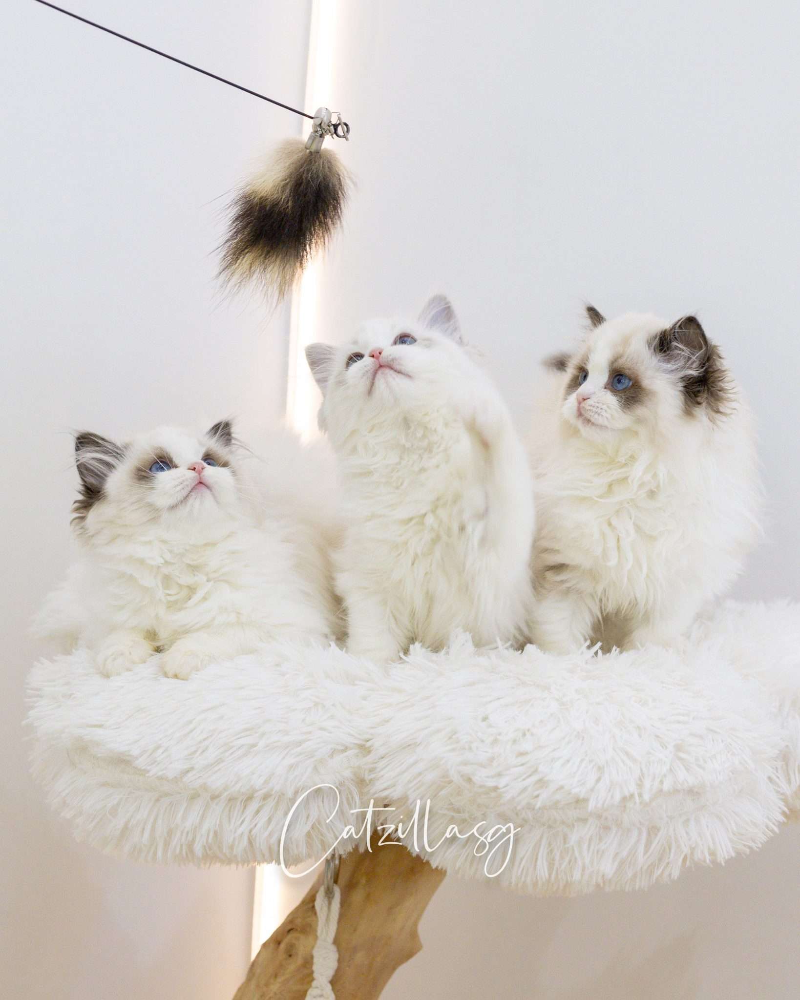 Ragdoll kittens raised and socialised before being imported to our Singapore cattery