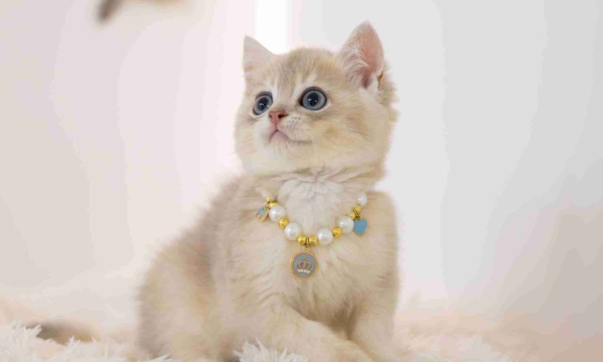 British Shorthair Care Guide (Singapore): Grooming, Diet & Health
