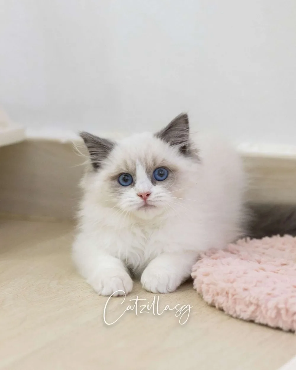 Cielo — Ragdoll kitten for sale in Singapore