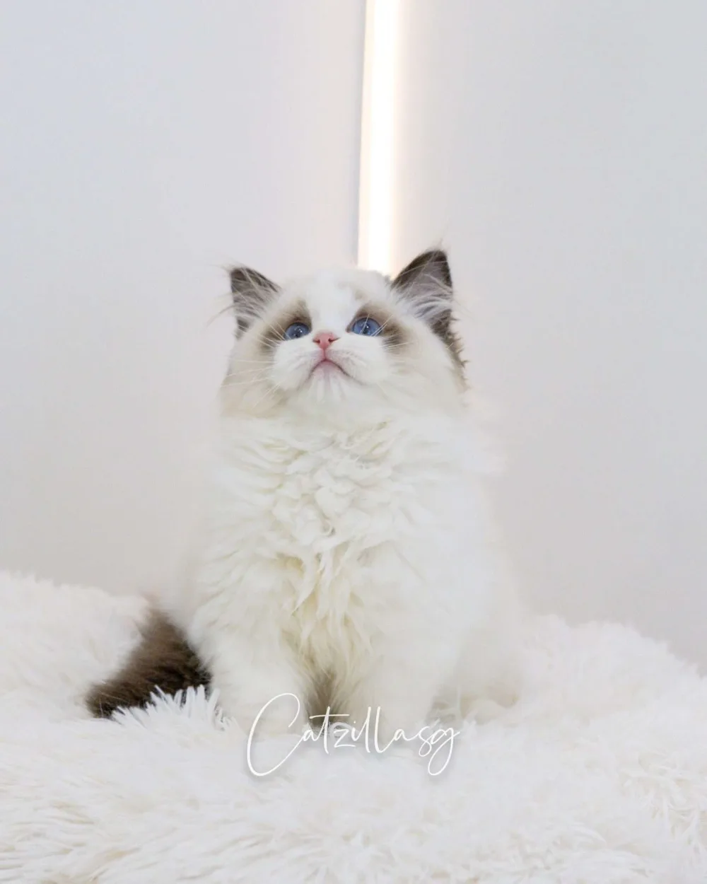 Cirra — Ragdoll kitten for sale in Singapore