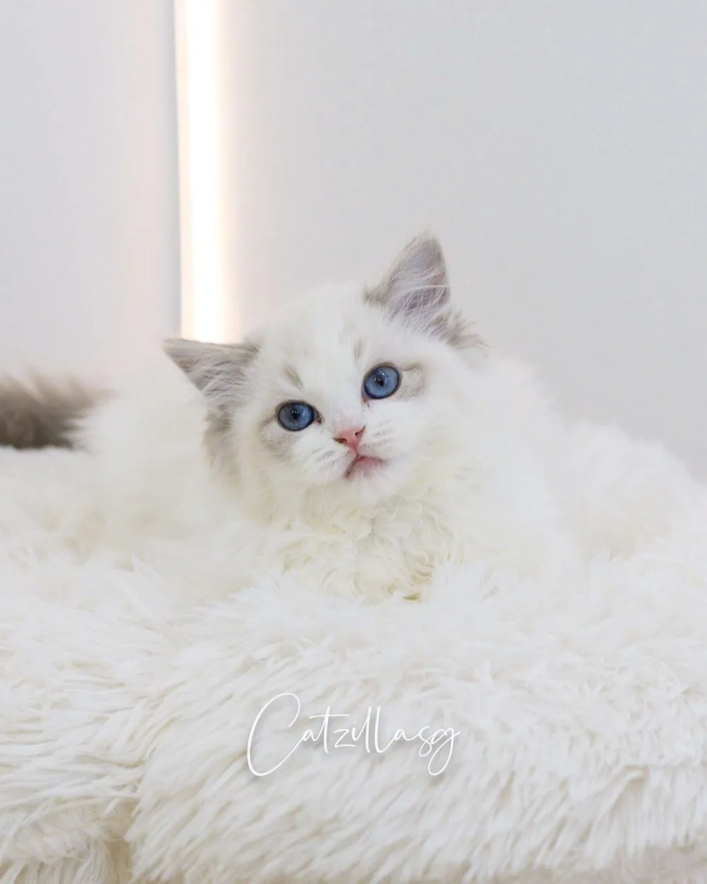Fifi — Ragdoll kitten for sale in Singapore