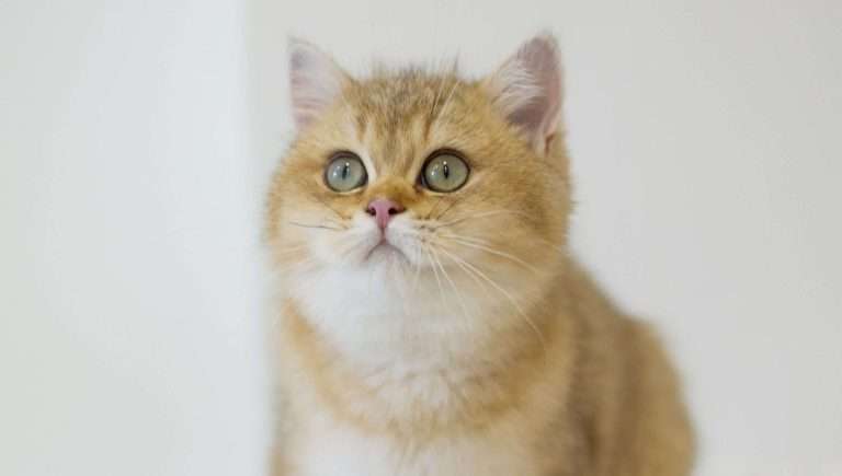 British Shorthair Colours Explained: Singapore Guide