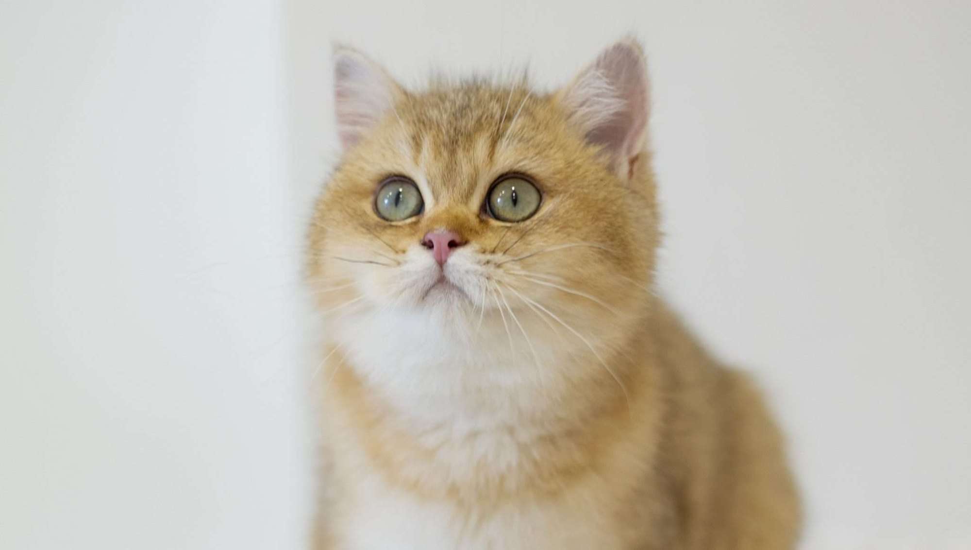 Golden British Shorthair in Singapore: A Complete Guide