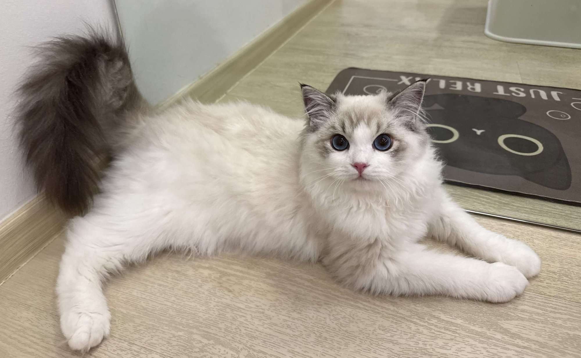HDB Cat Licensing in Singapore (2026): Free Until 31 August — Step-by-Step Guide