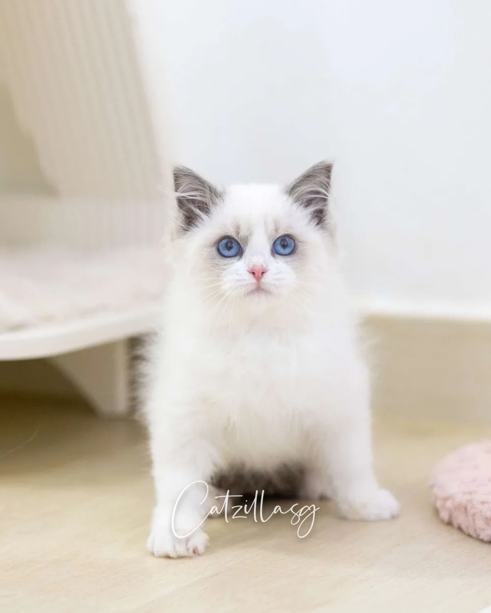 Kumo — Ragdoll kitten for sale in Singapore
