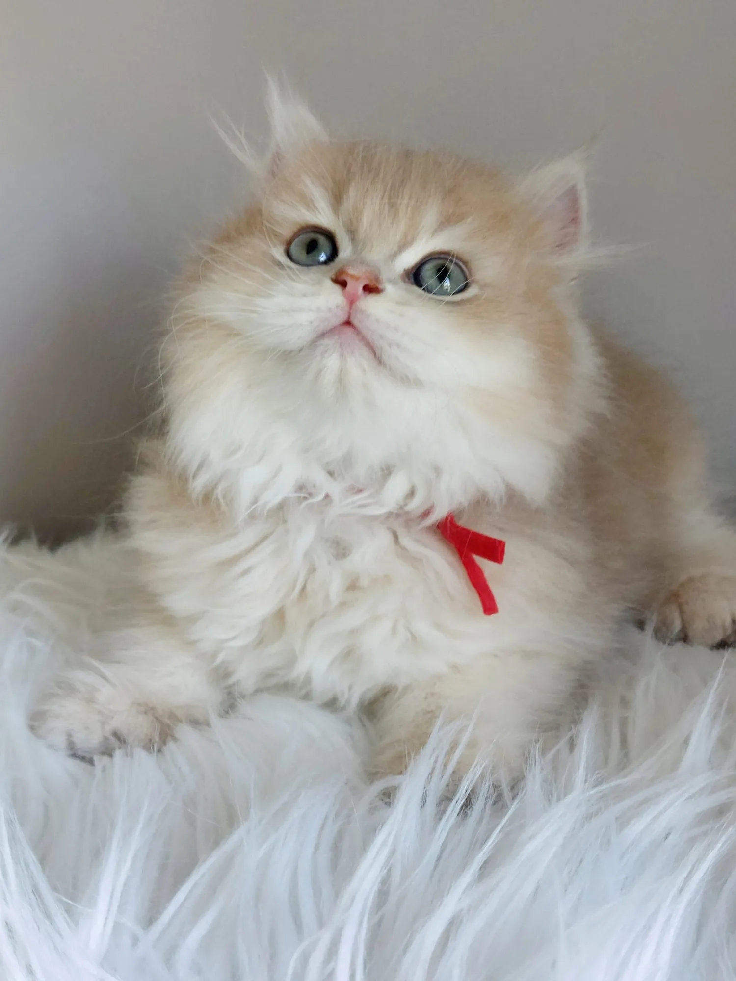 Latte — British Longhair kitten for sale in Singapore