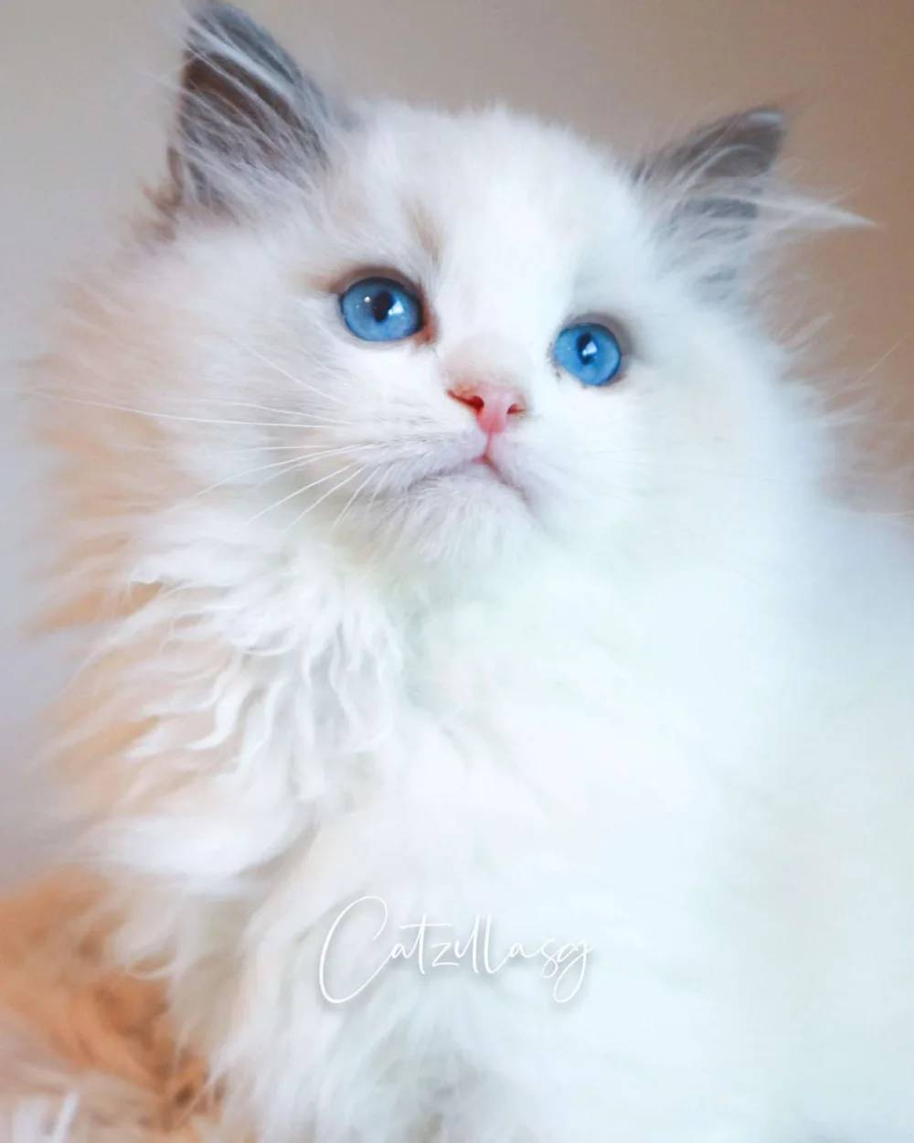 Lavi — Ragdoll kitten for sale in Singapore