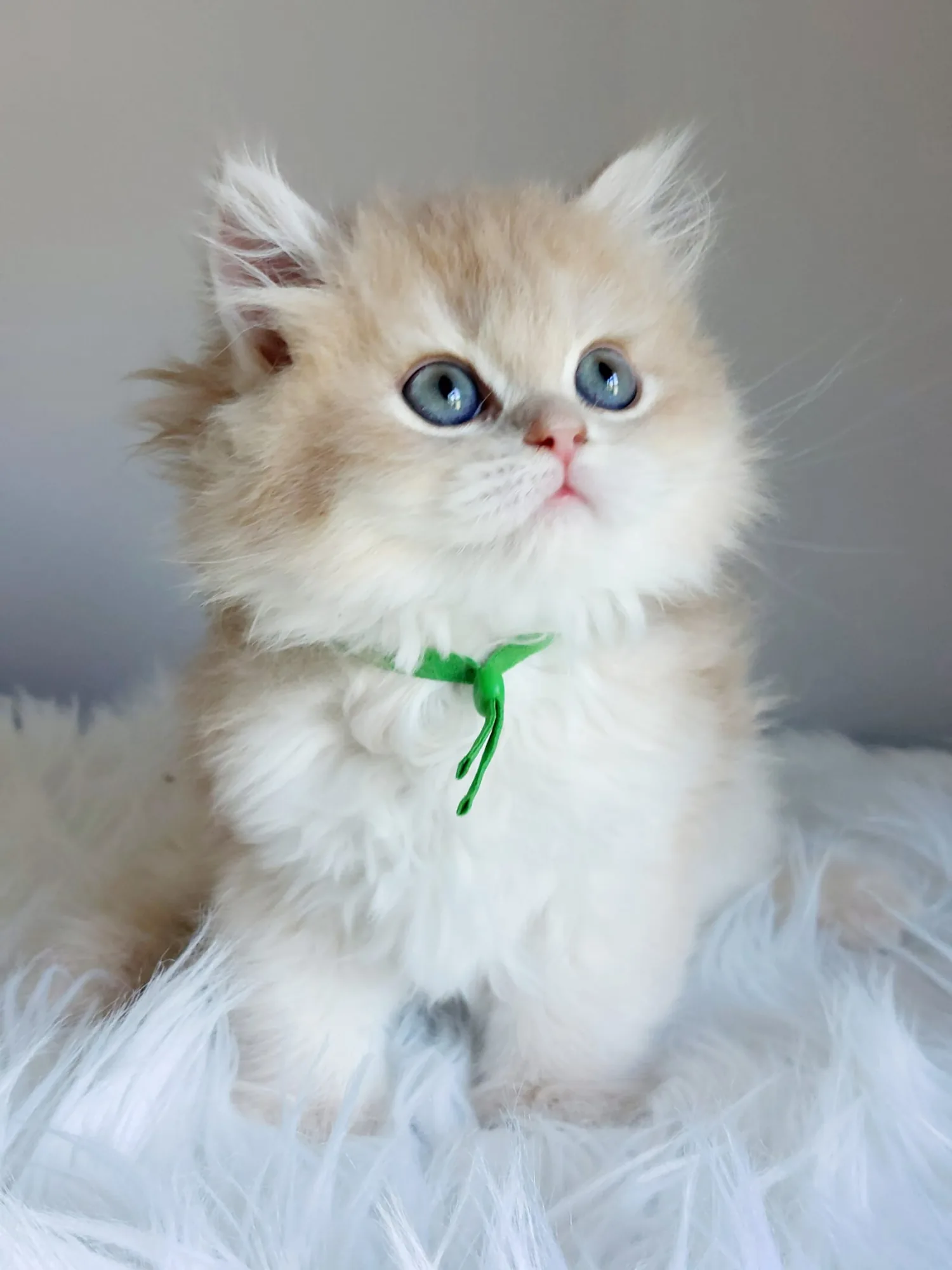 Mika — British Longhair kitten for sale in Singapore