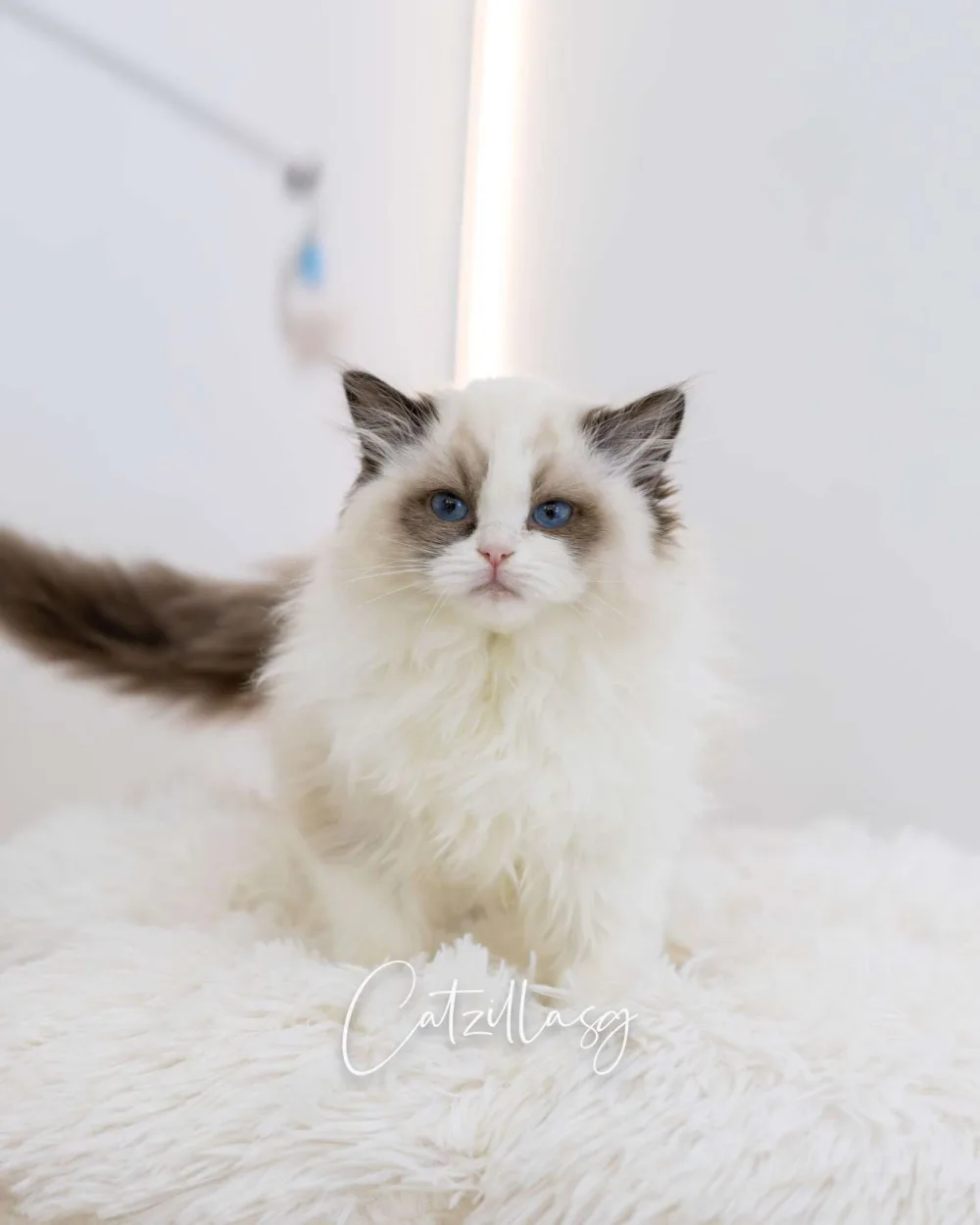 Misu — Ragdoll kitten for sale in Singapore