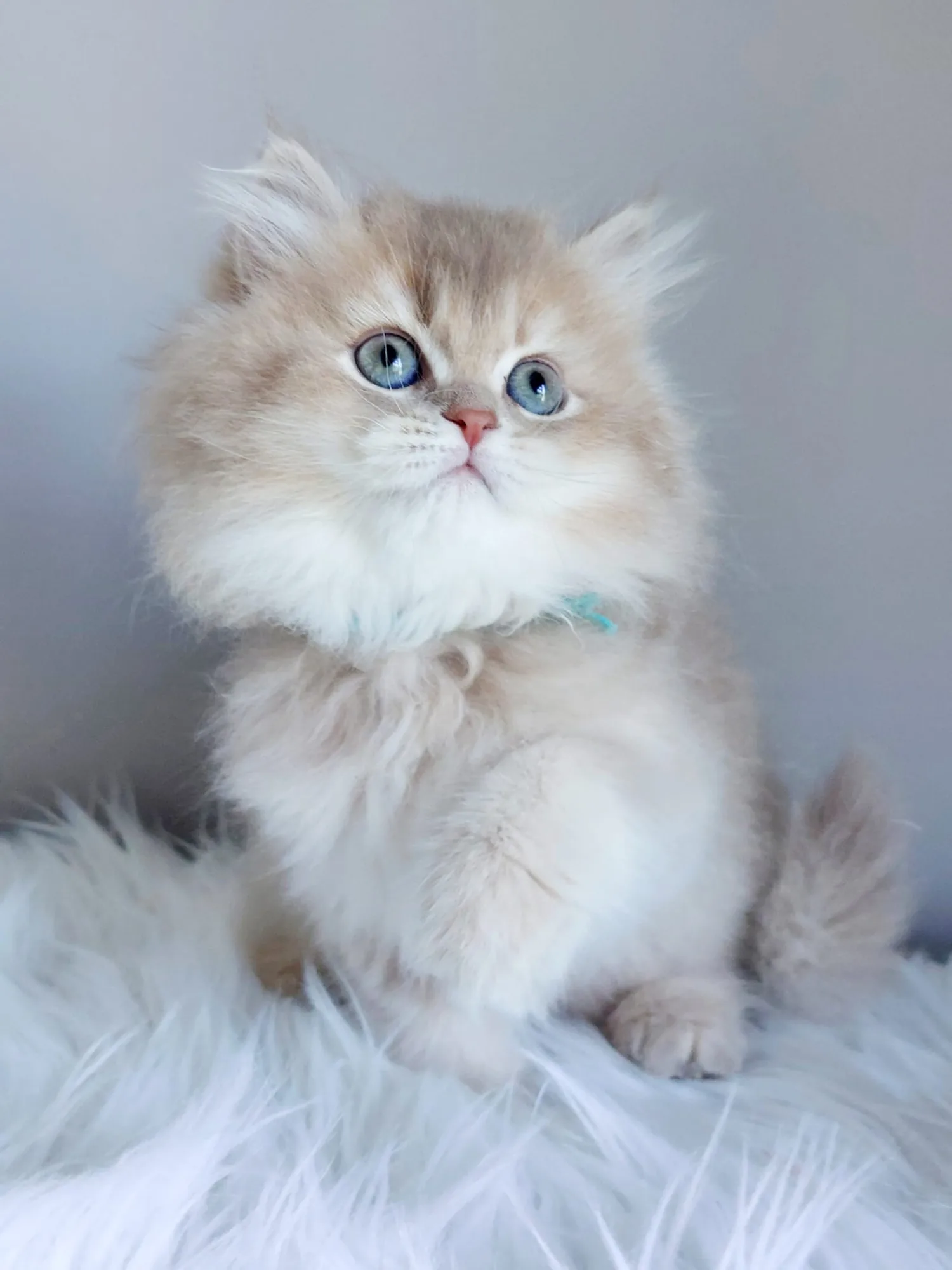 Nami — British Longhair kitten for sale in Singapore