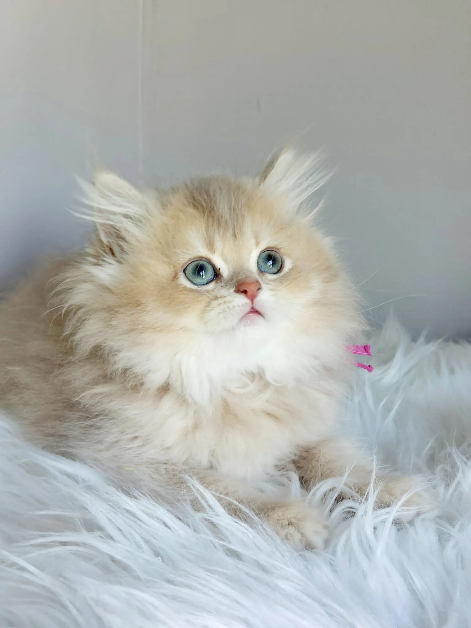 Pixie — British Longhair kitten for sale in Singapore