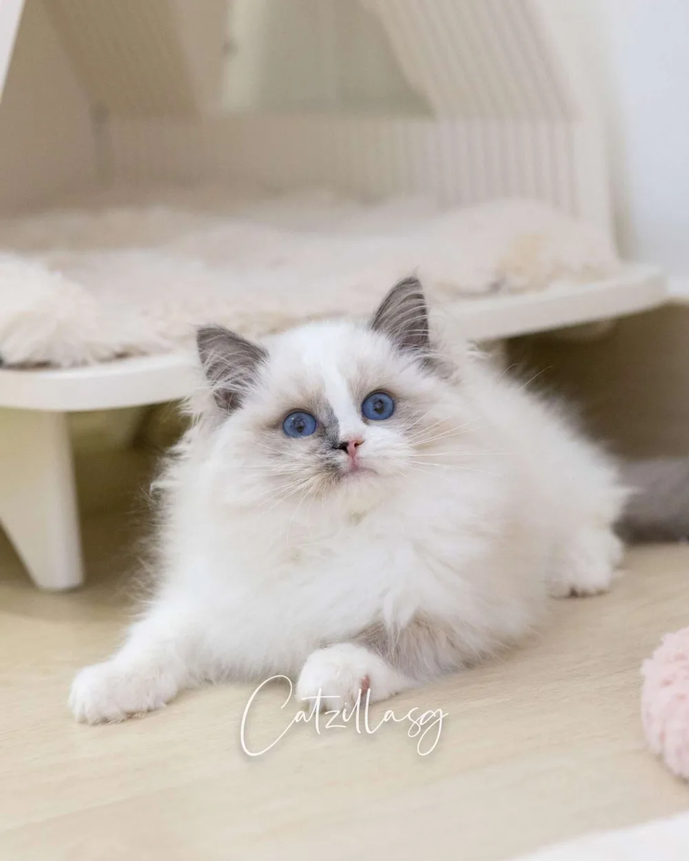 Tavi — Ragdoll kitten for sale in Singapore