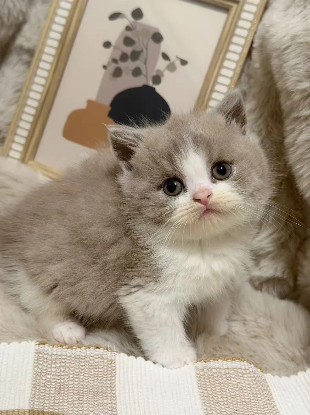 TBC1 — kitten kitten for sale in Singapore
