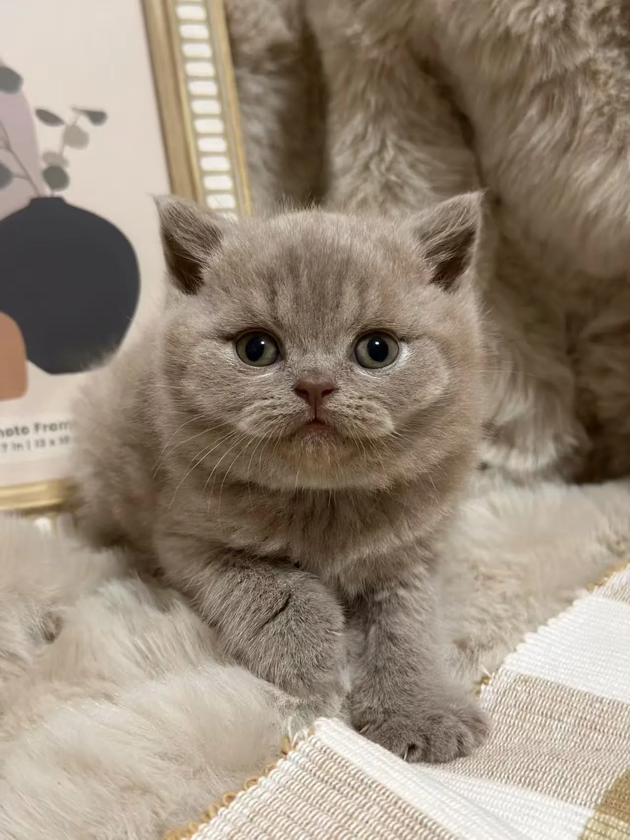 TBC2 — kitten kitten for sale in Singapore