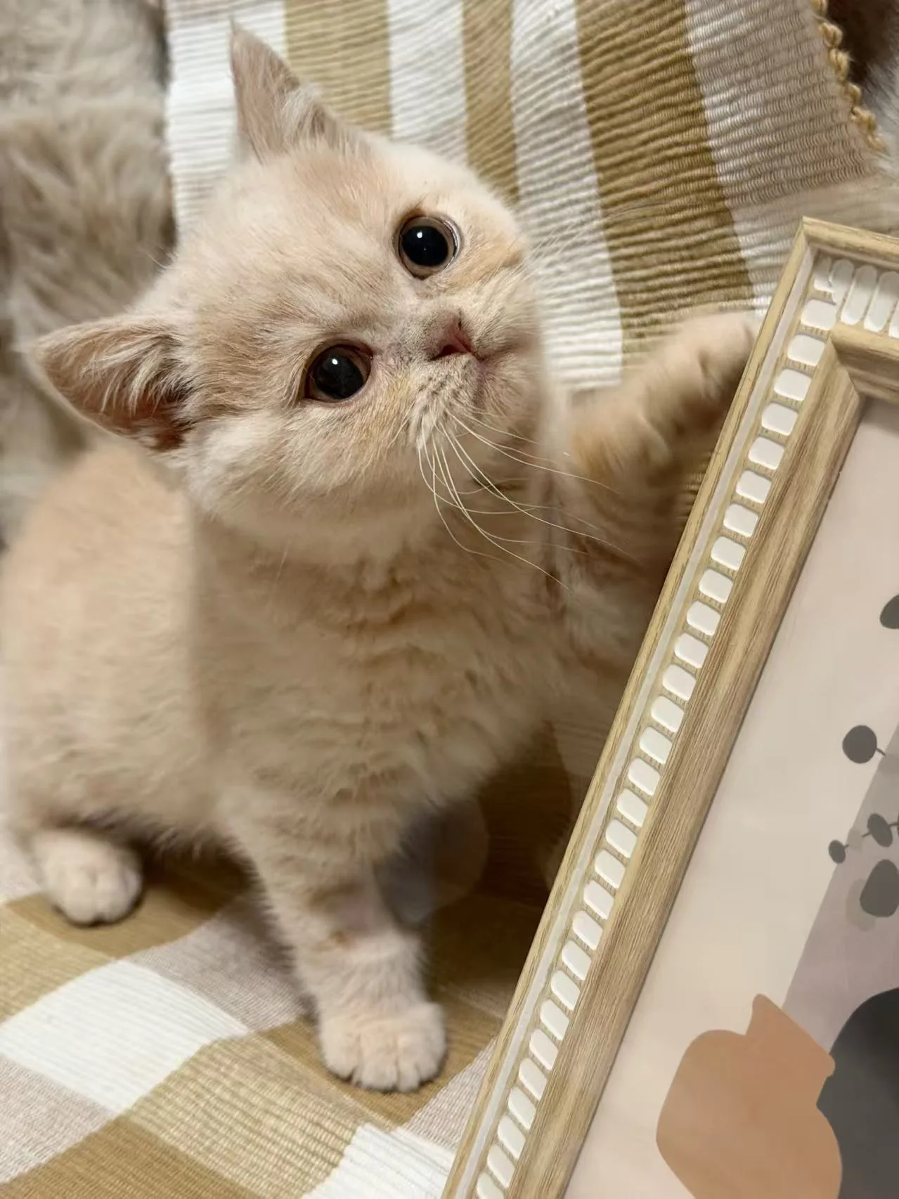 TBC3 — kitten kitten for sale in Singapore
