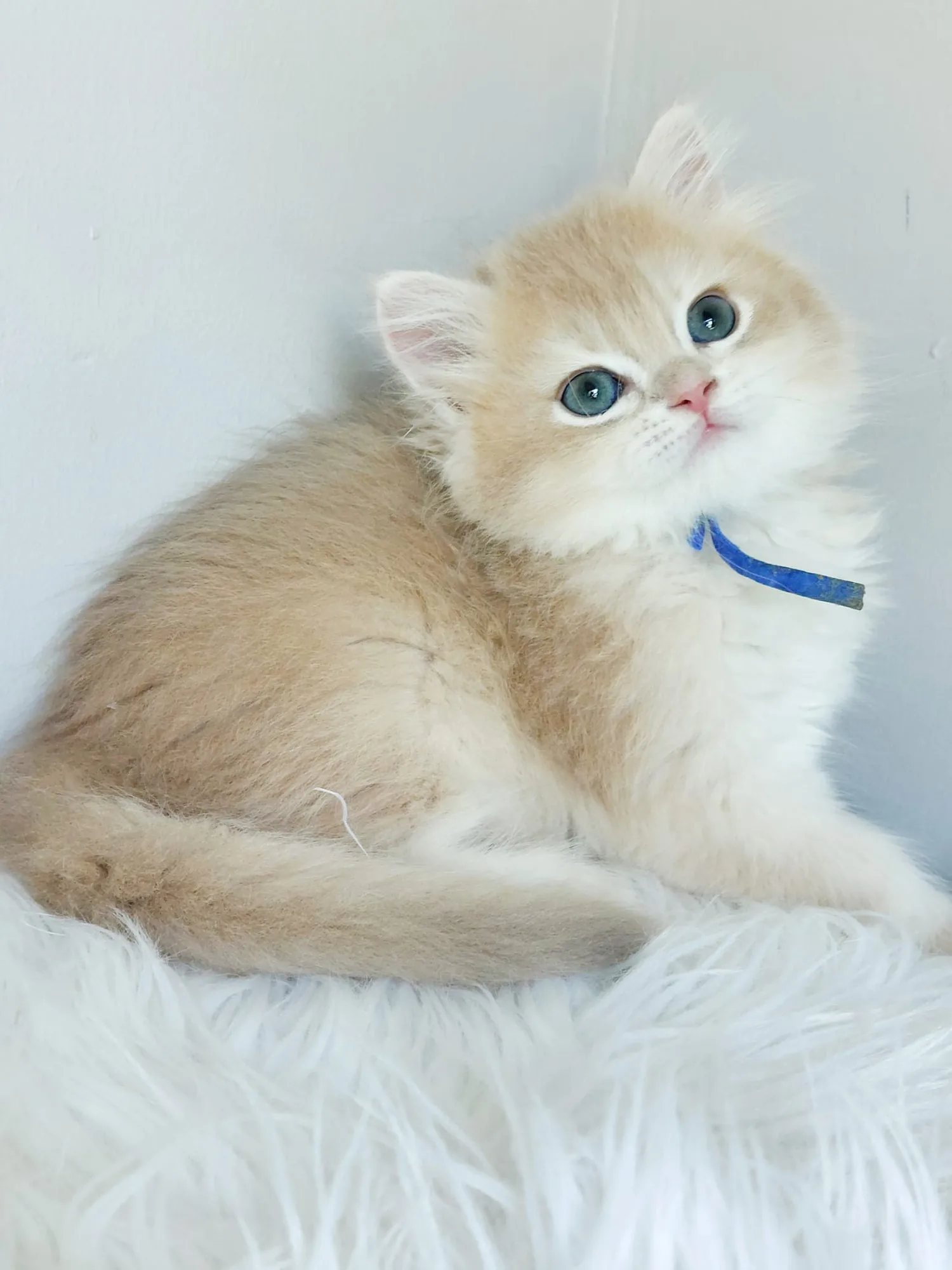 Vanilla — British Longhair kitten for sale in Singapore