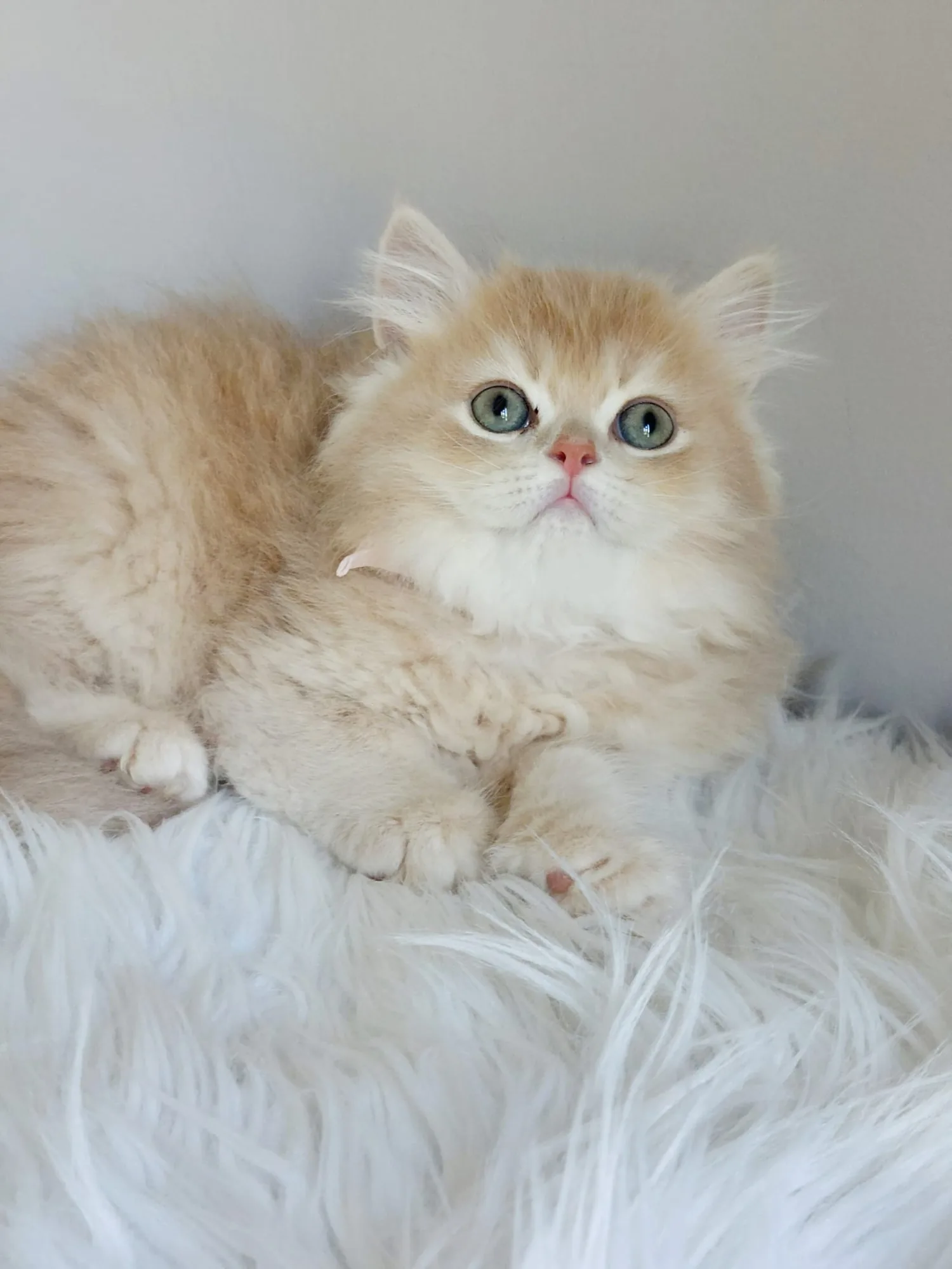 Yuki — British Longhair kitten for sale in Singapore