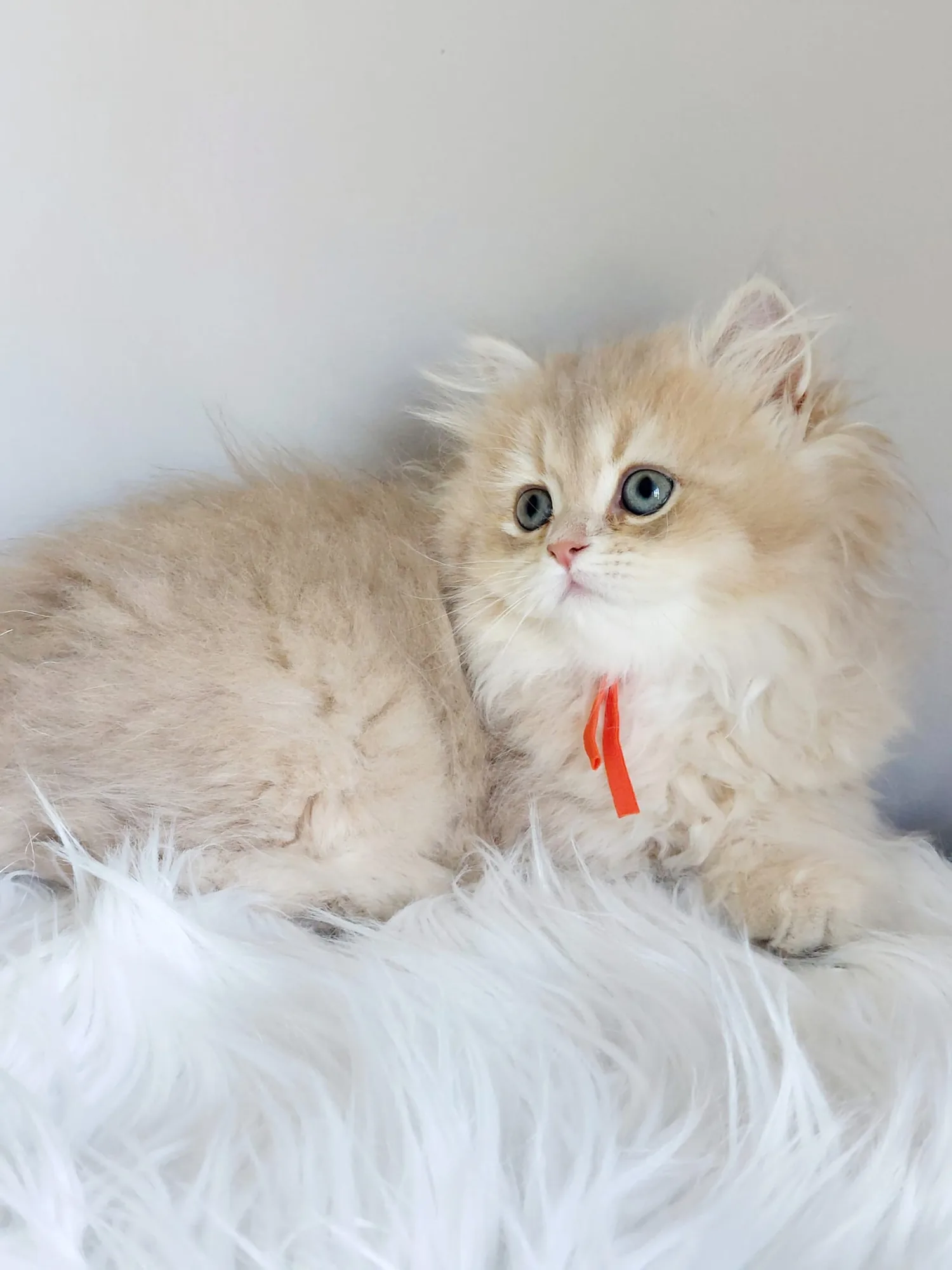 Yuzu — British Longhair kitten for sale in Singapore