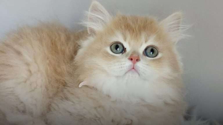 British Longhair in Singapore: A Complete Guide for First-Time Owners