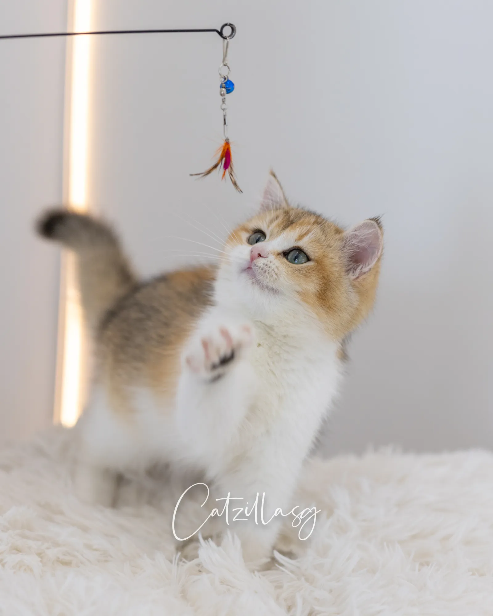 Goldie — British Shorthair kitten for sale in Singapore