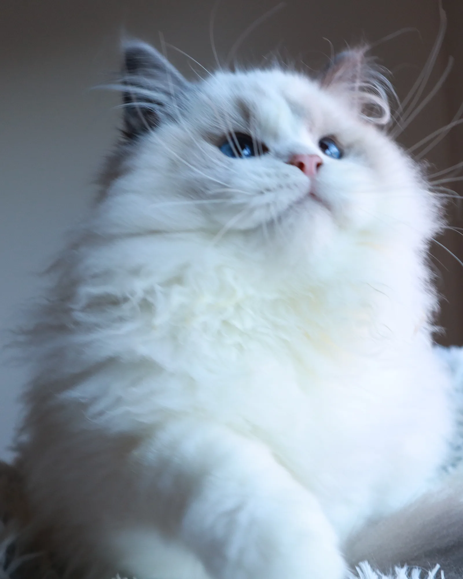 Kumo — Ragdoll kitten for sale in Singapore
