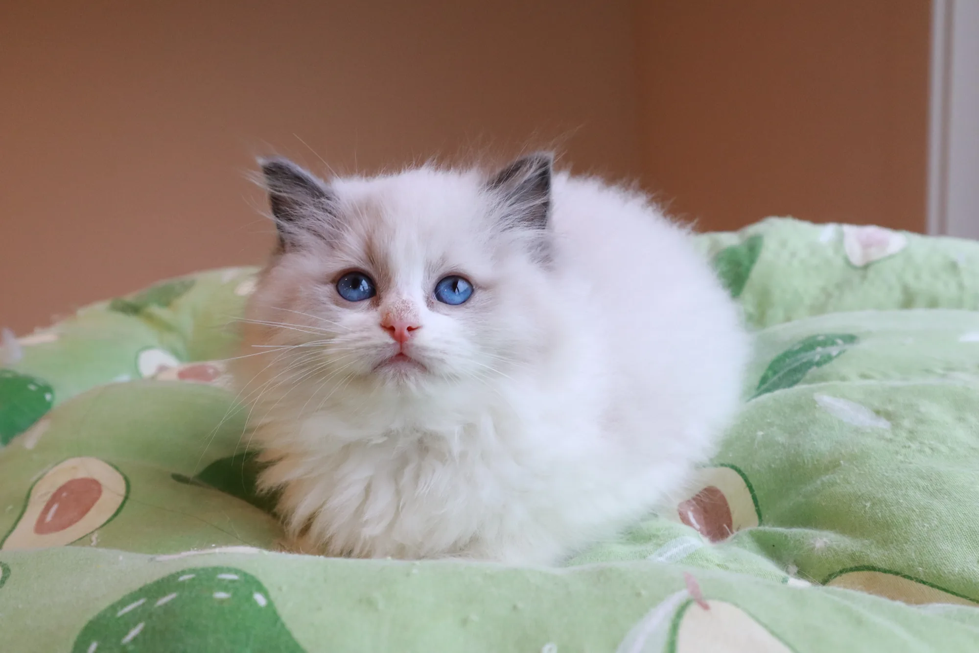 Available British Shorthair Kittens Singapore | CatzillaSG