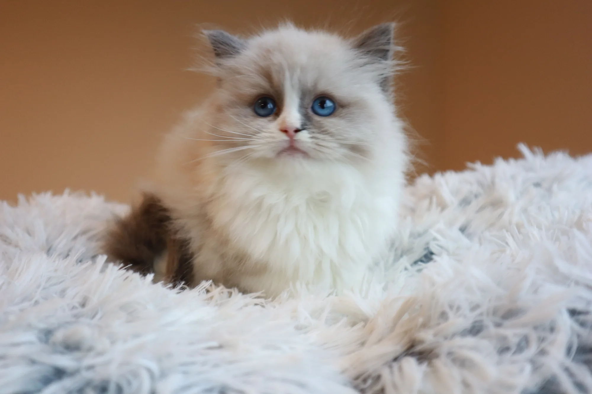 Lucia — Ragdoll kitten for sale in Singapore