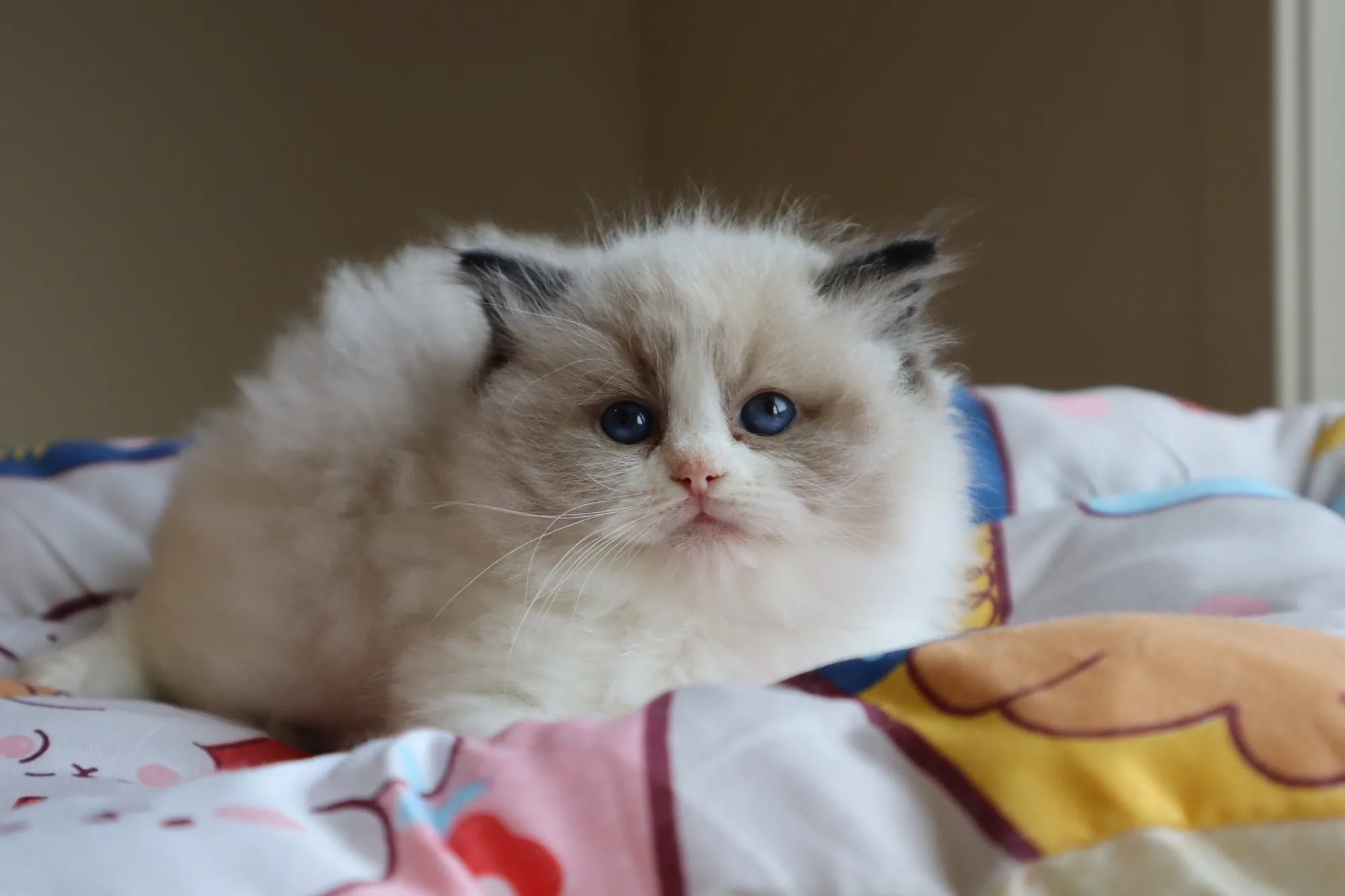 Lucien — Ragdoll kitten for sale in Singapore