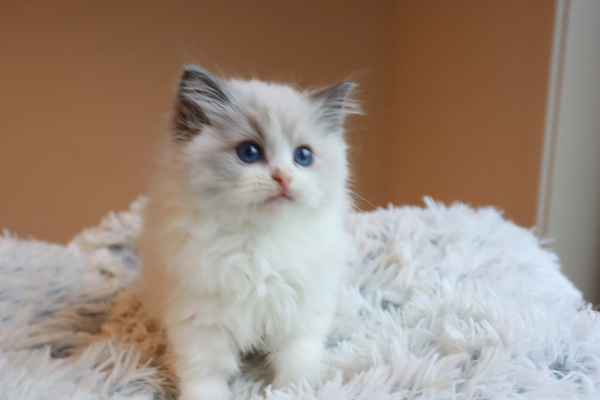 Luttie — Ragdoll kitten for sale in Singapore
