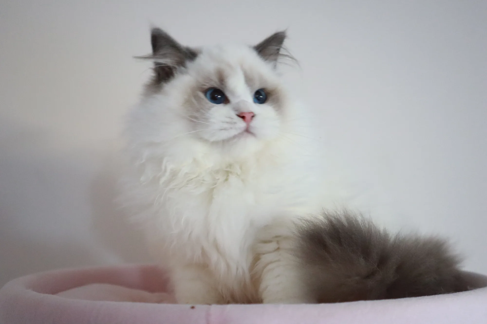 Available British Shorthair Kittens Singapore | CatzillaSG