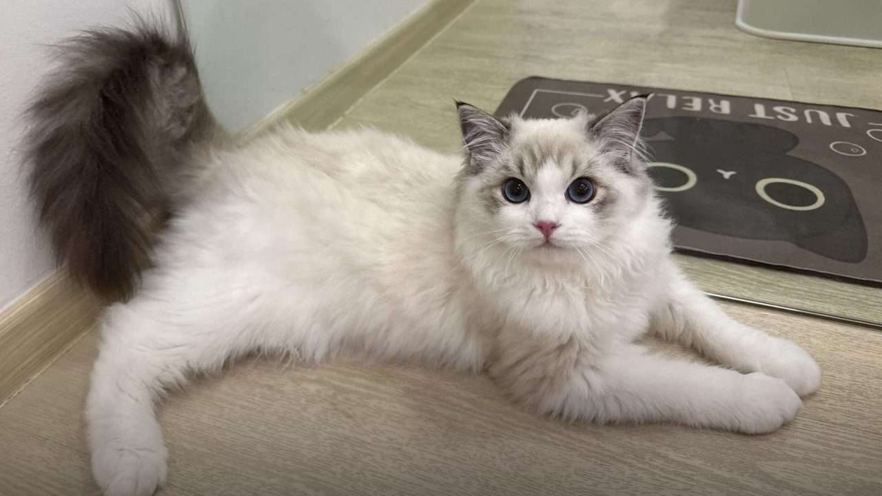 A relaxed Ragdoll cat lying on the floor at home in Singapore