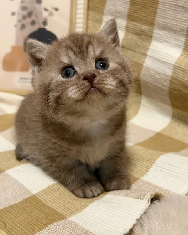 Archie — British Shorthair kitten for sale in Singapore