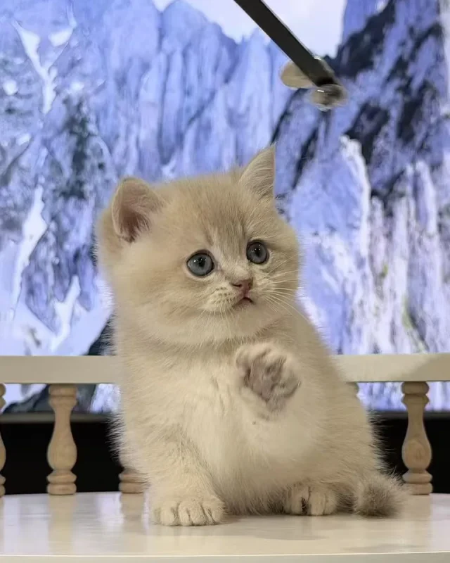 Dori — British Shorthair kitten for sale in Singapore