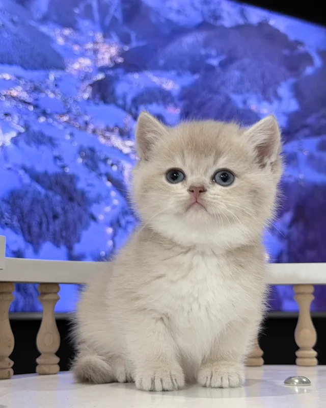 Coco — British Shorthair kitten for sale in Singapore