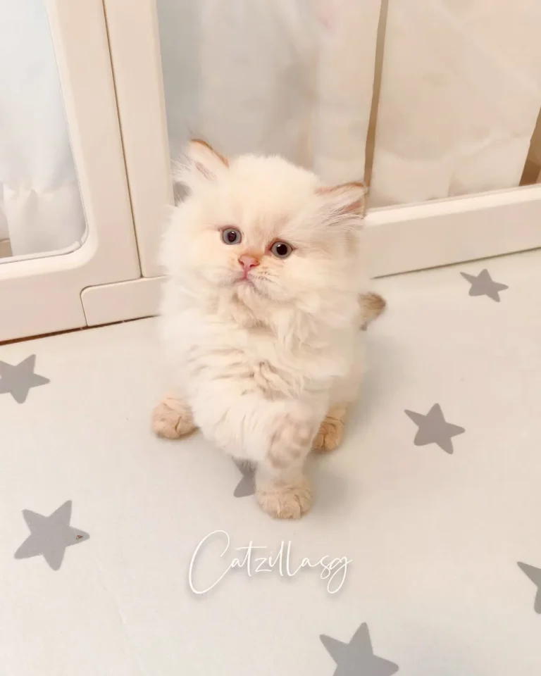 MarshMallow — British Longhair kitten for sale in Singapore