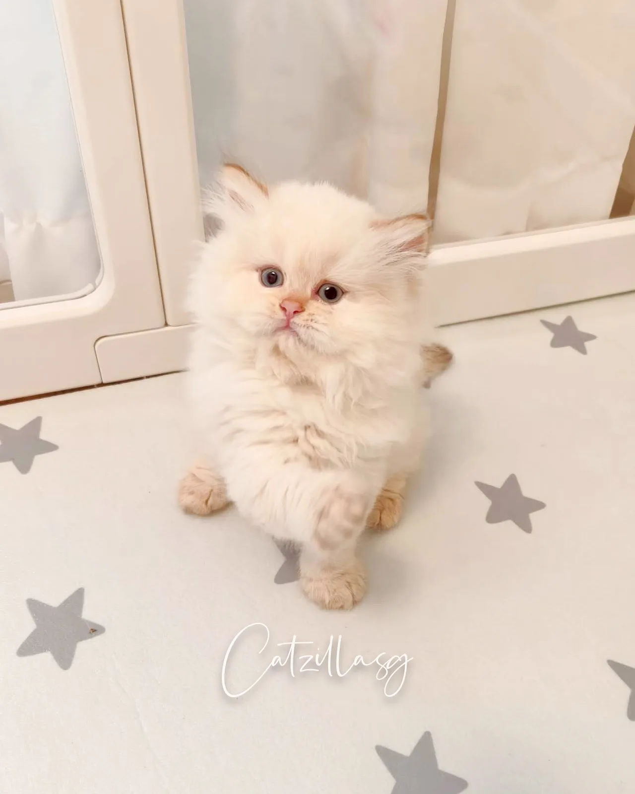 MarshMallow — British Longhair kitten for sale in Singapore