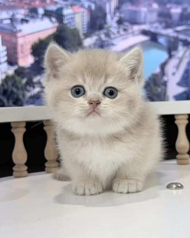 Puffy — British Shorthair kitten for sale in Singapore
