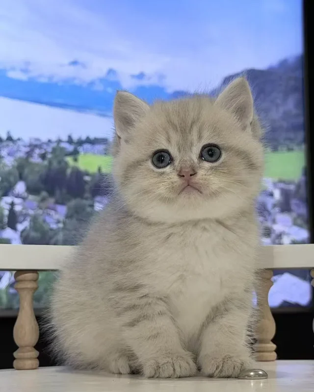 Seasame — British Shorthair kitten for sale in Singapore