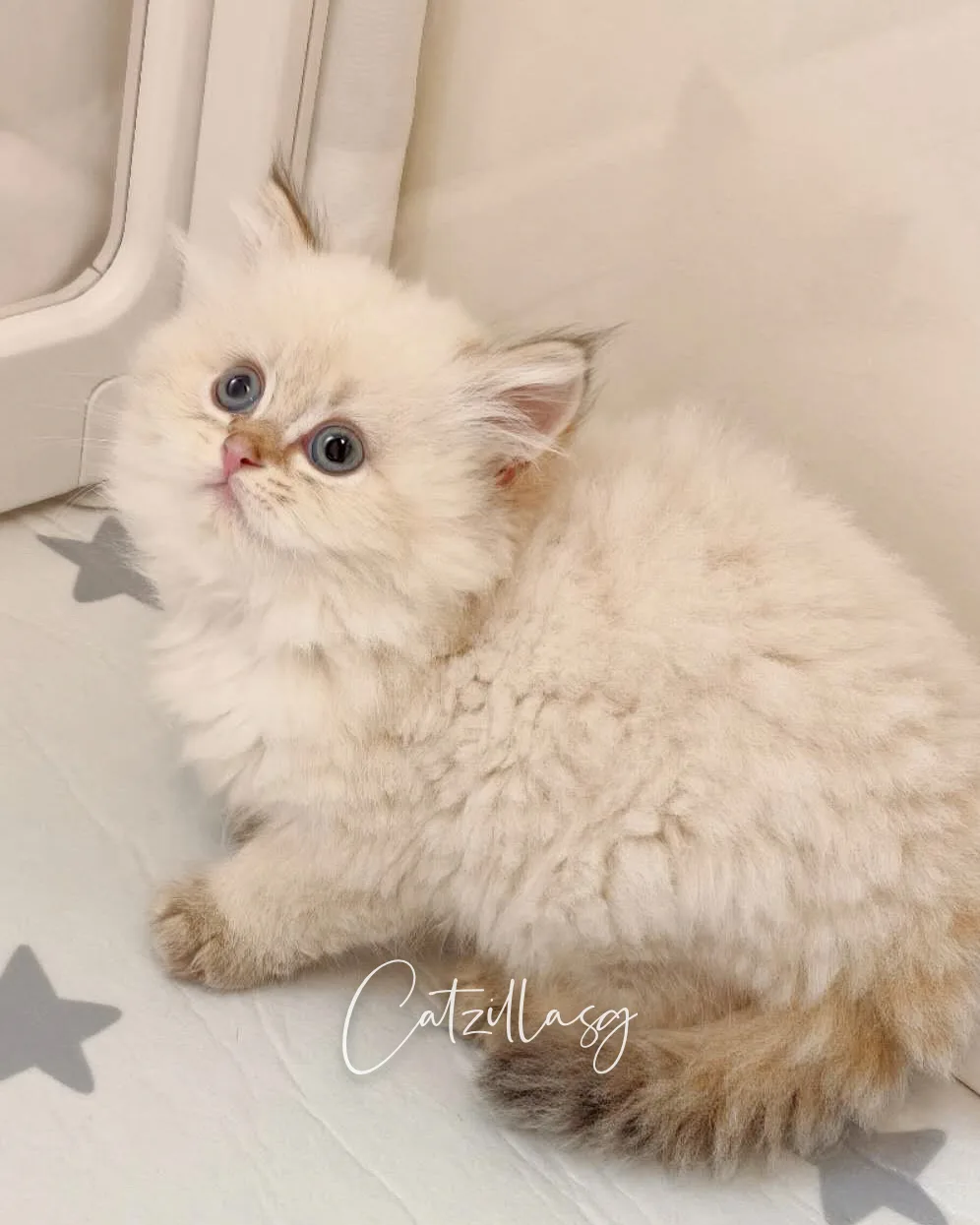 Snowy — British Longhair kitten for sale in Singapore