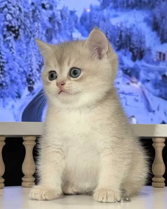 Bagel — British Shorthair kitten for sale in Singapore