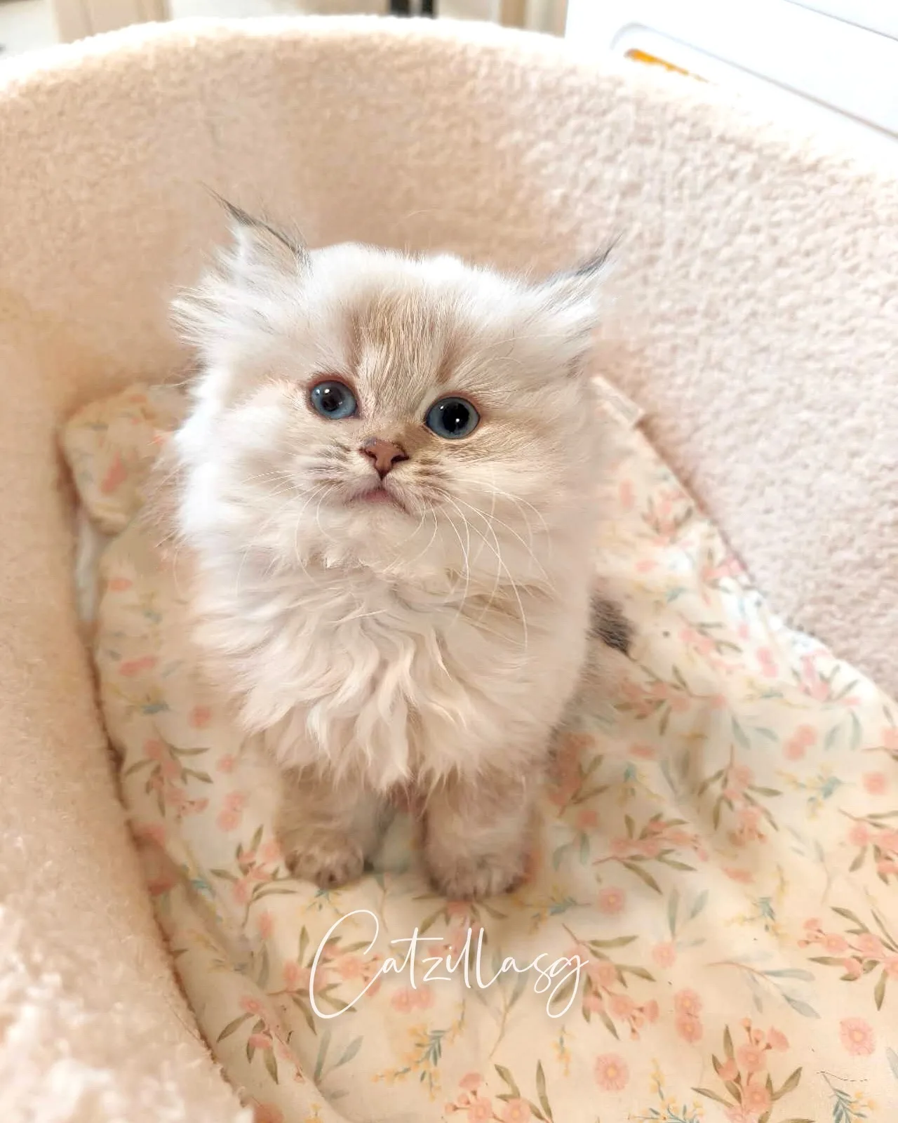 Teddy — British Longhair kitten for sale in Singapore