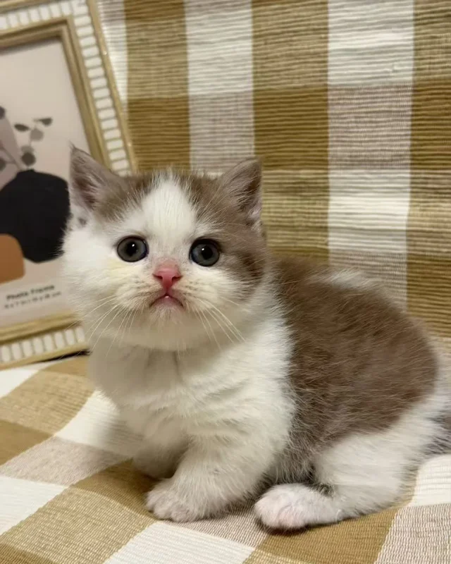 Toby — British Shorthair kitten for sale in Singapore