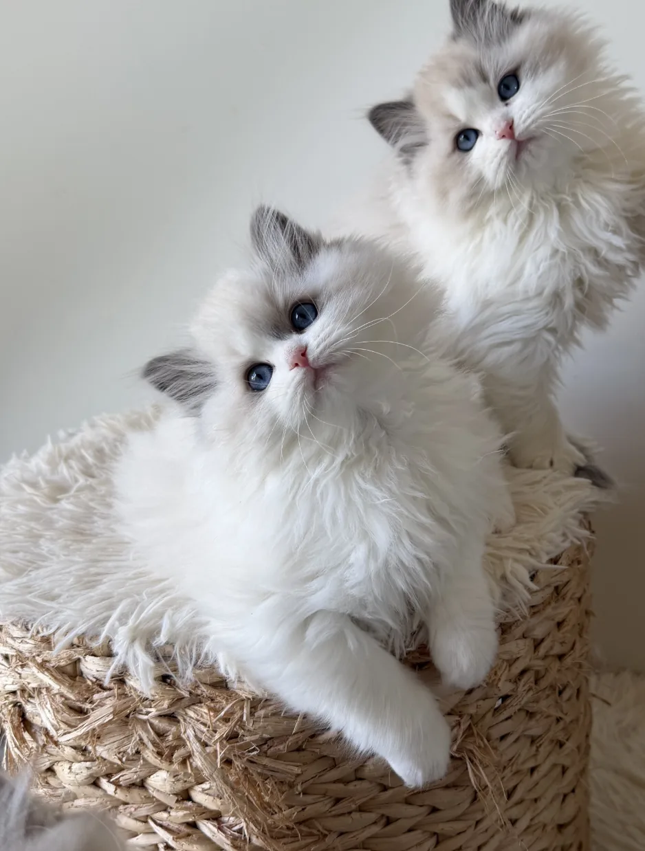 Eive — Ragdoll kitten for sale in Singapore