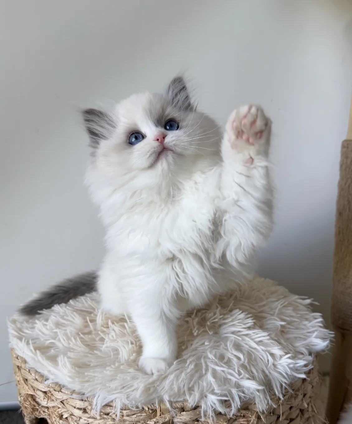 Elara — Ragdoll kitten for sale in Singapore