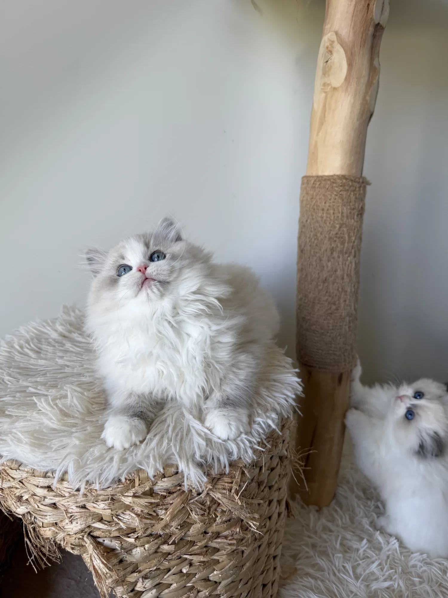 Elise — Ragdoll kitten for sale in Singapore