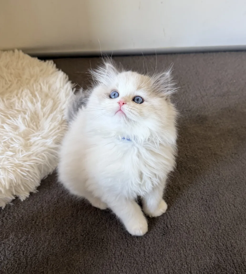 Elliot — Ragdoll kitten for sale in Singapore