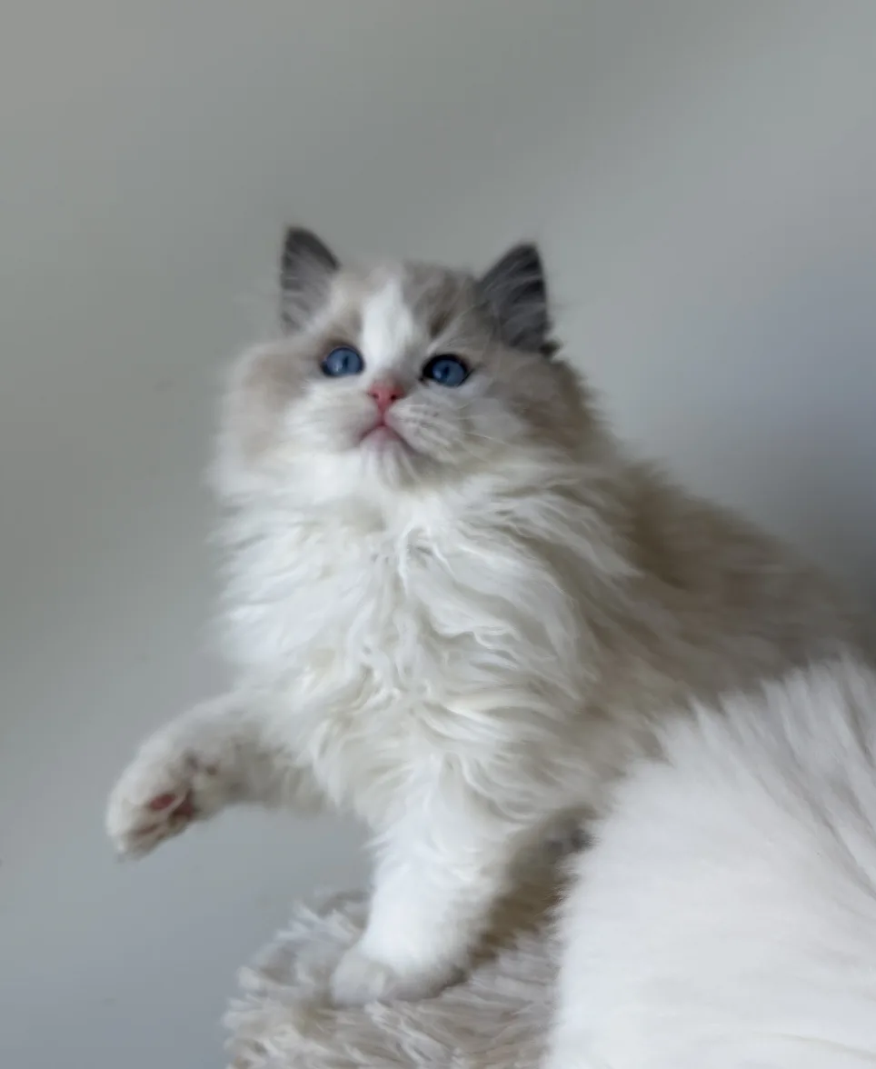 Enzo — Ragdoll kitten for sale in Singapore