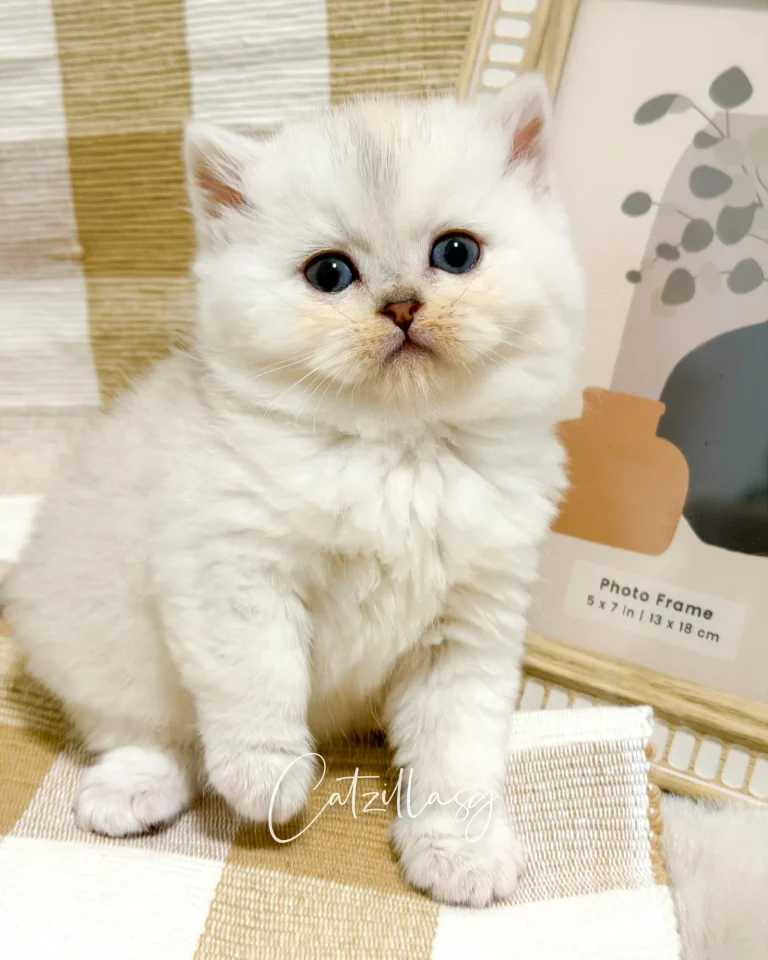Luna — British Shorthair kitten for sale in Singapore