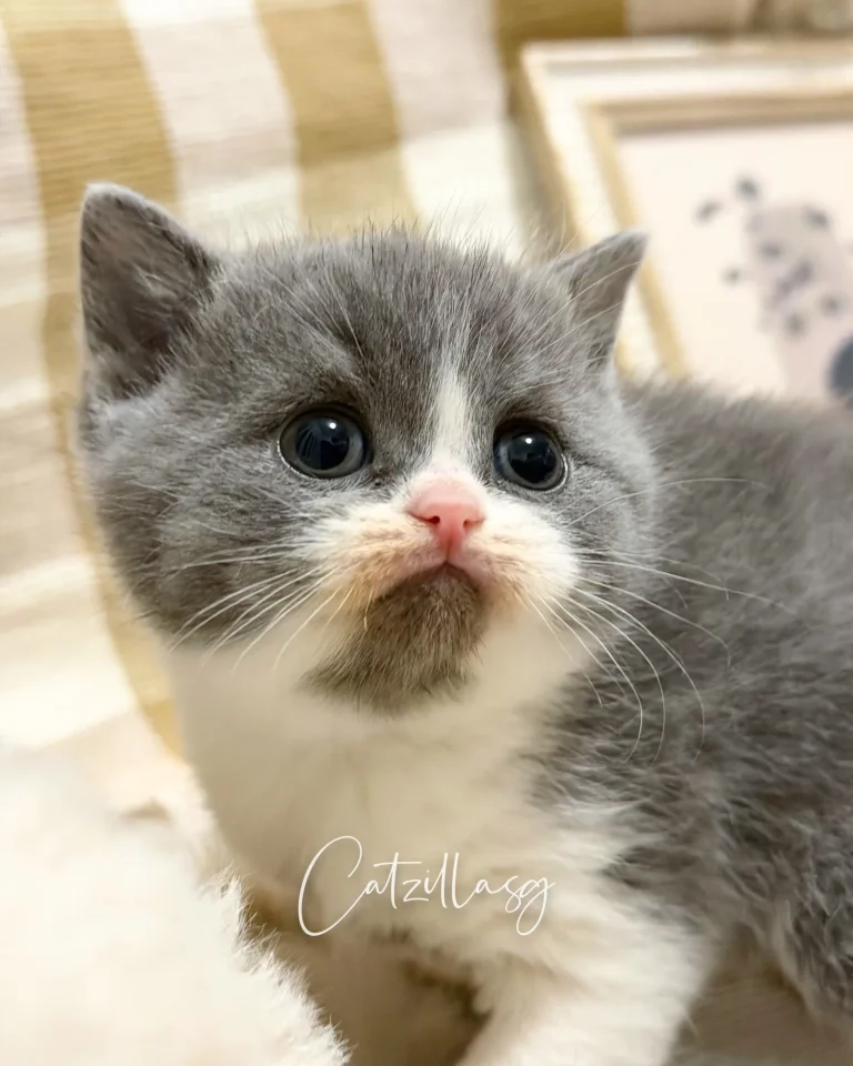 Sky — British Shorthair kitten for sale in Singapore