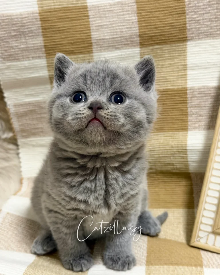 Storm — British Shorthair kitten for sale in Singapore